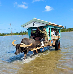 水牛で出勤する